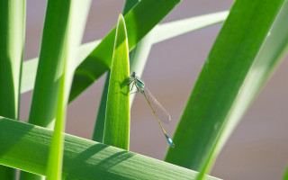 Dragonfly blade of grass sunlight - the sun light of the day free wallpaper