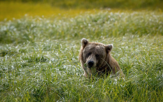 Brown bear grassy field ecological - a grassy field free wallpaper