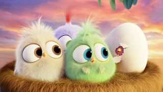 Birds nest egg flying group - cute free wallpaper for desktop