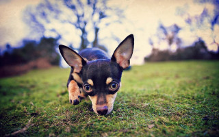 Small dog walking grass tongue - a small dog free wallpaper