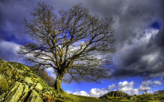 Bare tree hill cloudy sky - wide angle len free wallpaper