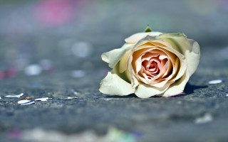 White rose confetti blurry background - confetti free wallpaper