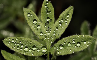 Green leaf water drops bokeh 11 - david brewster free wallpaper