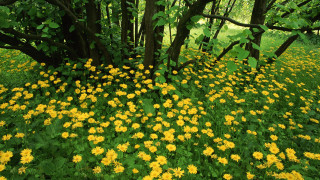 Yellow flower field forest fence - the middle of a forest free wallpaper