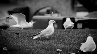 Flock birds grass building car - a flock of birds free wallpaper