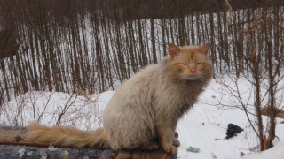 Cat log snow forest bird - neoexpressionism free wallpaper for desktop