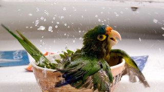 Green parrot water bowl wings - the bowl free wallpaper