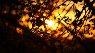 Sunset bare tree autumn leaves - a tree branch free wallpaper