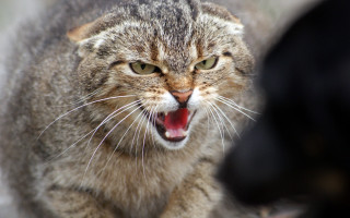 Cat angry open mouth realistic - mouth wide open free wallpaper