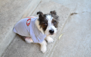 Dog sitting sidewalk looking up - a shirt free wallpaper
