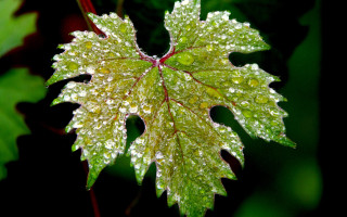 Leaf water droplets forest macro - a leaf free wallpaper for desktop