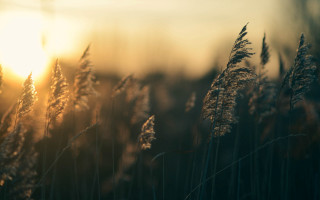 Field sunset clouds cityscape water - tall grass free wallpaper