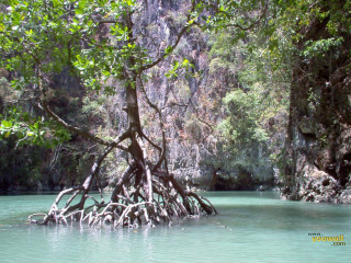 Tree water cliff river trees - ding yunpeng free wallpaper