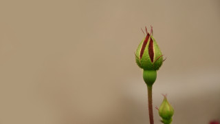 Flower bud green stem red - free nature wallpaper