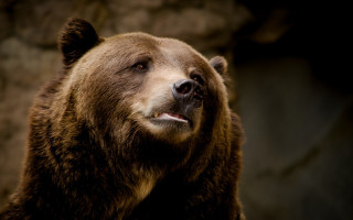 Brown bear looking up mouth - his eye wide open free wallpaper