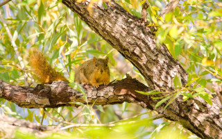 Squirrel branch tree nature photography - a squirrel free wallpaper