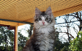 Cat table cage trees yellow - caged free wallpaper