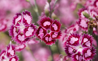 Pink flower blurry background fractals - op art free wallpaper