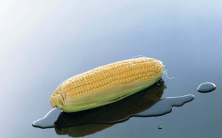 Corn cob floating water drop - a drop of water free wallpaper