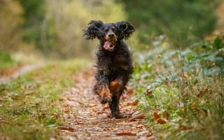 Dog running dirt road forest - the ground and grass free wallpaper