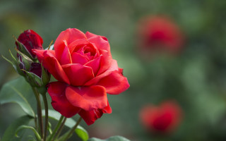 Red rose blooming garden blurry - a green bush free wallpaper
