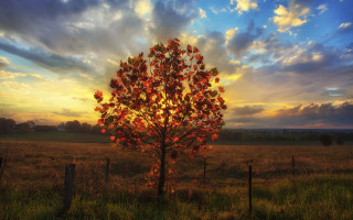 Tree field sunset clouds fence - a tree in a field free wallpaper