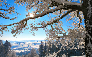 Snowy landscape trees bright sun 6 - a bright sun in the background free wallpaper