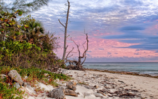 Beach tree rocks pink sky - a pink sky in the background free wallpaper for desktop