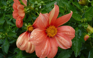 Flower water droplets green puzzle - petal free wallpaper