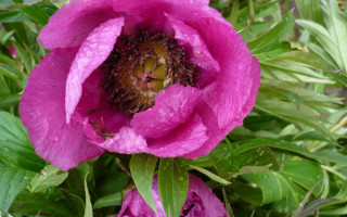 Pink flower green stem water - a green stem free wallpaper