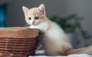 Kitten basket bed plant wall - a basket free wallpaper