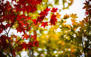 Tree red leaves green background - red leaf free wallpaper