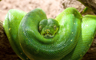 Green snake curled on branch 2 - a green snake free wallpaper