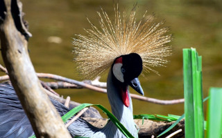 Bird tail grass water tree - primitivism free wallpaper