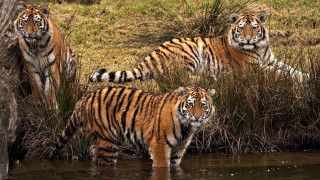 Three tigers water tree grass - david imms free wallpaper for desktop