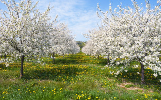 Flower field forest bloom blue - free spring wallpaper