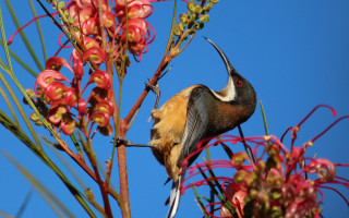 Bird branch redflowers blue sky - red flower free wallpaper