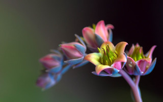 Pink flower macro blurry background 5 - david boyd free wallpaper