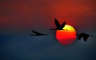 Birds sunset flying moon silhouette - sky in the background free wallpaper