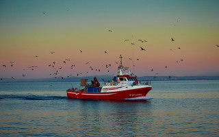 Sunset boat birds water dock - a flock of birds free wallpaper