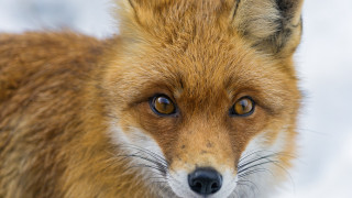 Fox face snow blue sky - a snow background free wallpaper