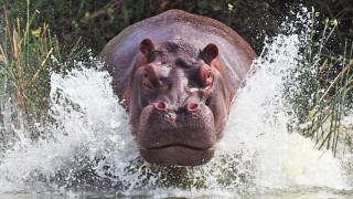 Hippo splash river forest nature - the background and bushes free wallpaper for desktop