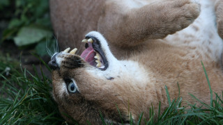 Cat open mouth teeth grass - a green grass area free wallpaper