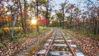 Train forest autumn leaves bare - erin hanson free wallpaper