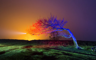 Colorful light tree night sky - a colorful light free wallpaper