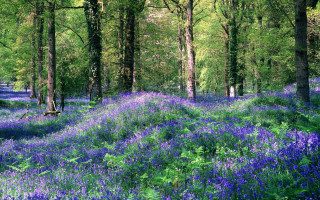 Blue flowers forest impressionist scenery - the middle of its free wallpaper