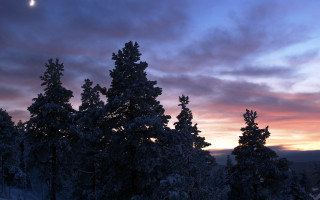 Sunset moon trees snow foreground - a few snow covered trees free wallpaper