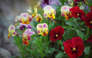 Flower field butterfly leaves colorful - a field of flowers free wallpaper