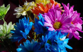 Colorful flowers vase black background - colorful flower free wallpaper