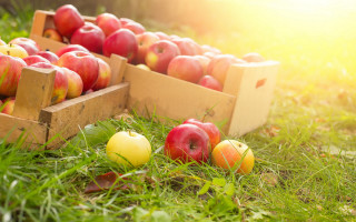 Apples box grass sunlight vibrant - the sun light free wallpaper